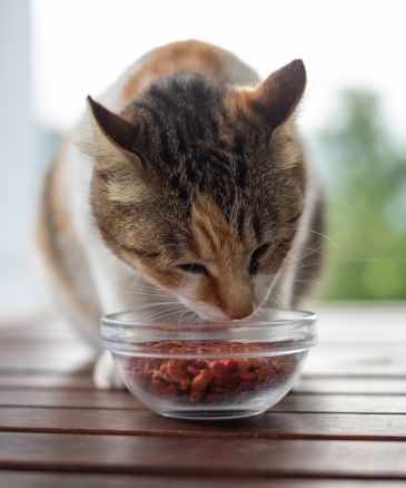 A cat eating food from a bowl