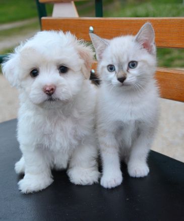 A white puppy and kitten sitting on a bench