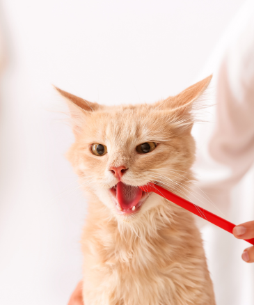 Try to clean cat teeth