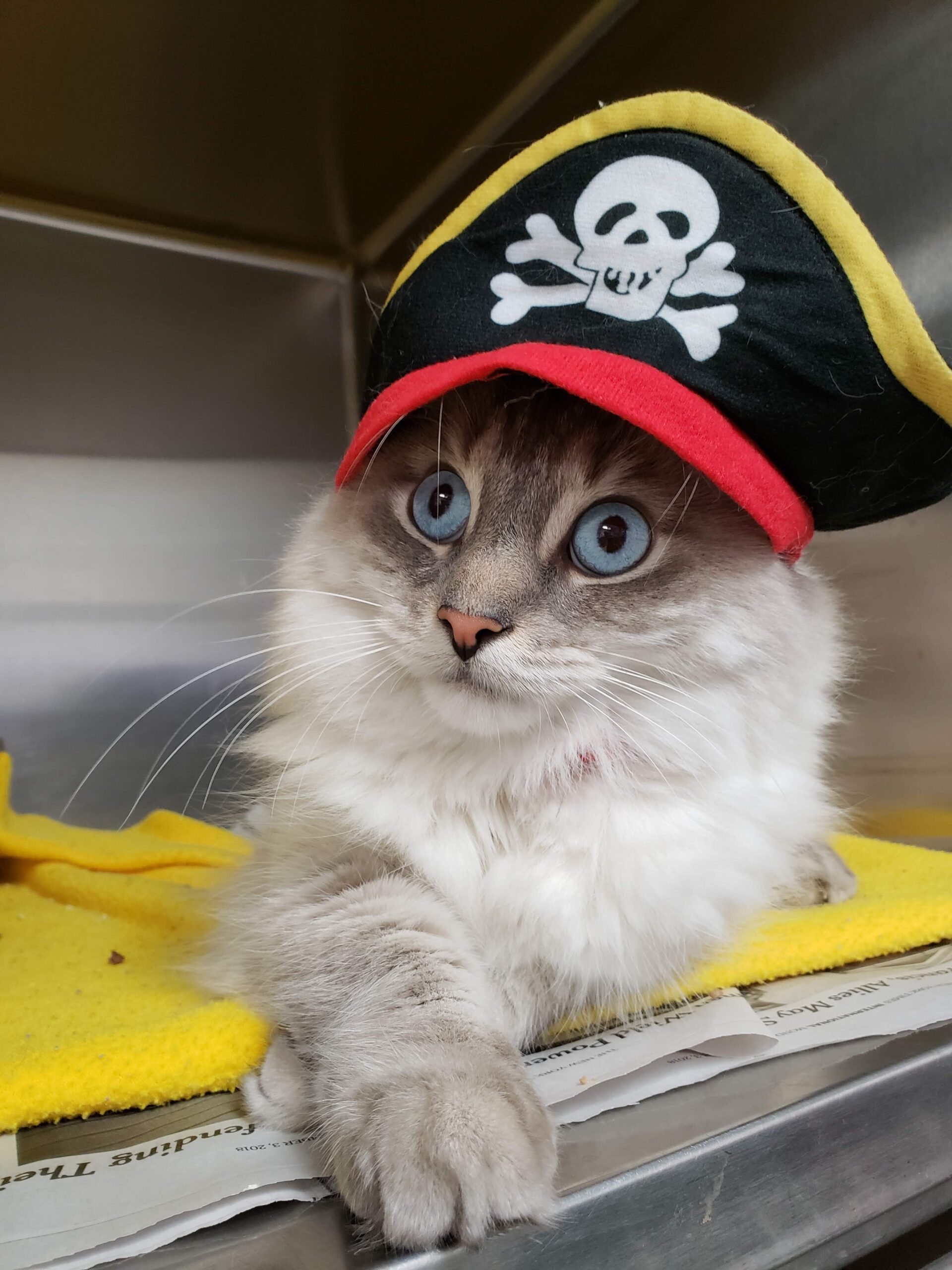 A cat wearing a pirate hat