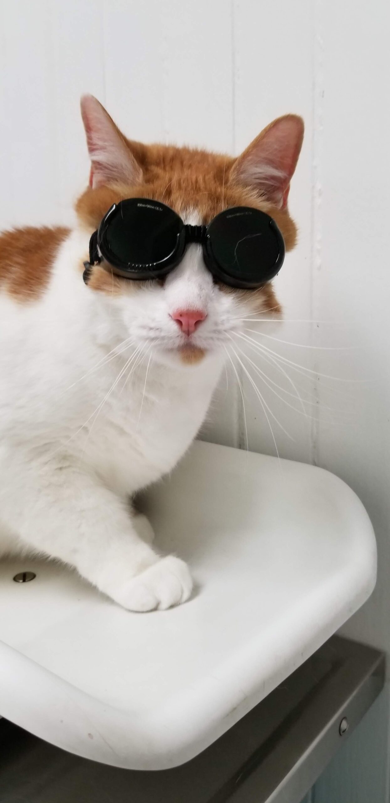 cat wearing goggles