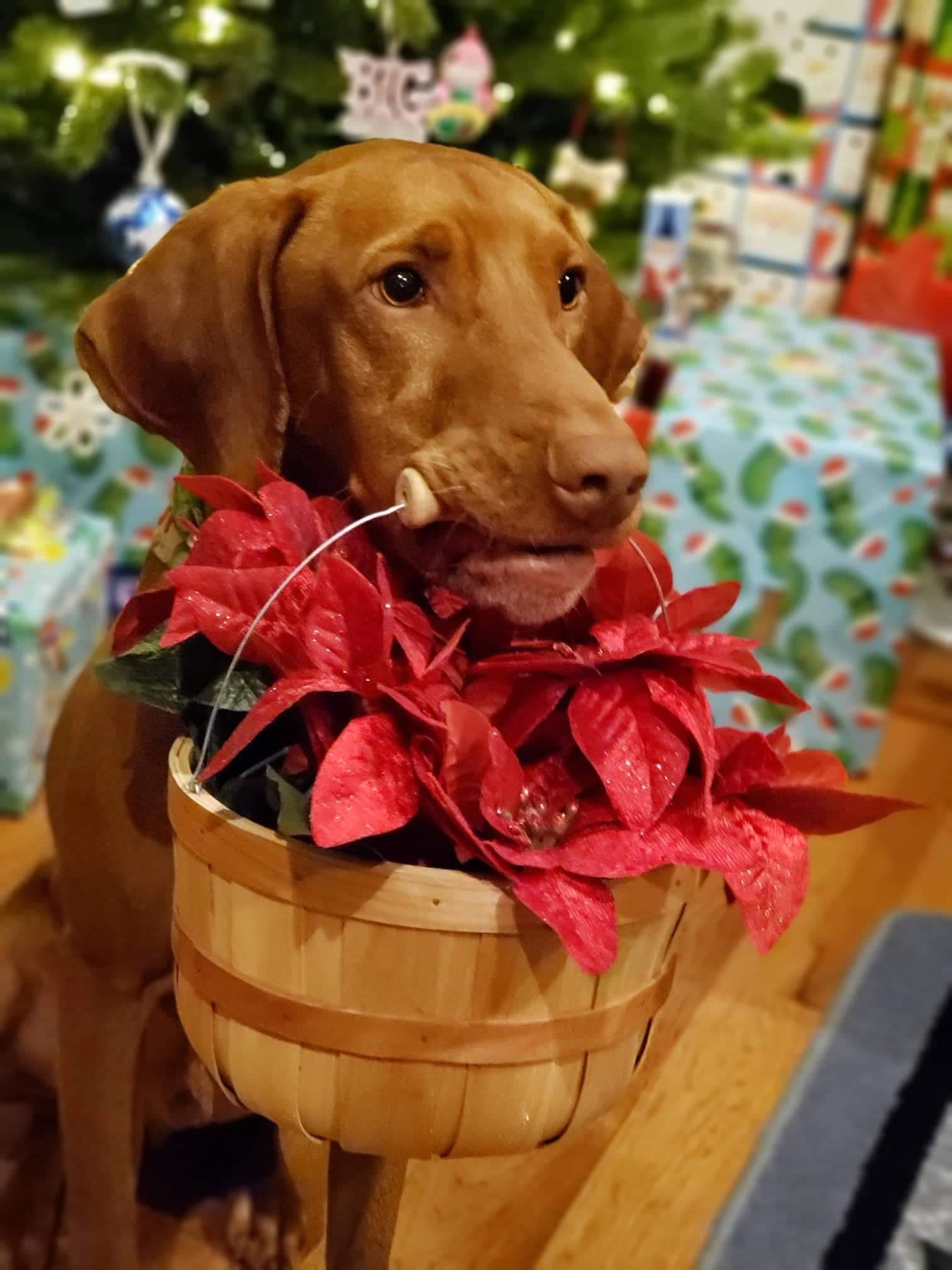 dog with flower basket