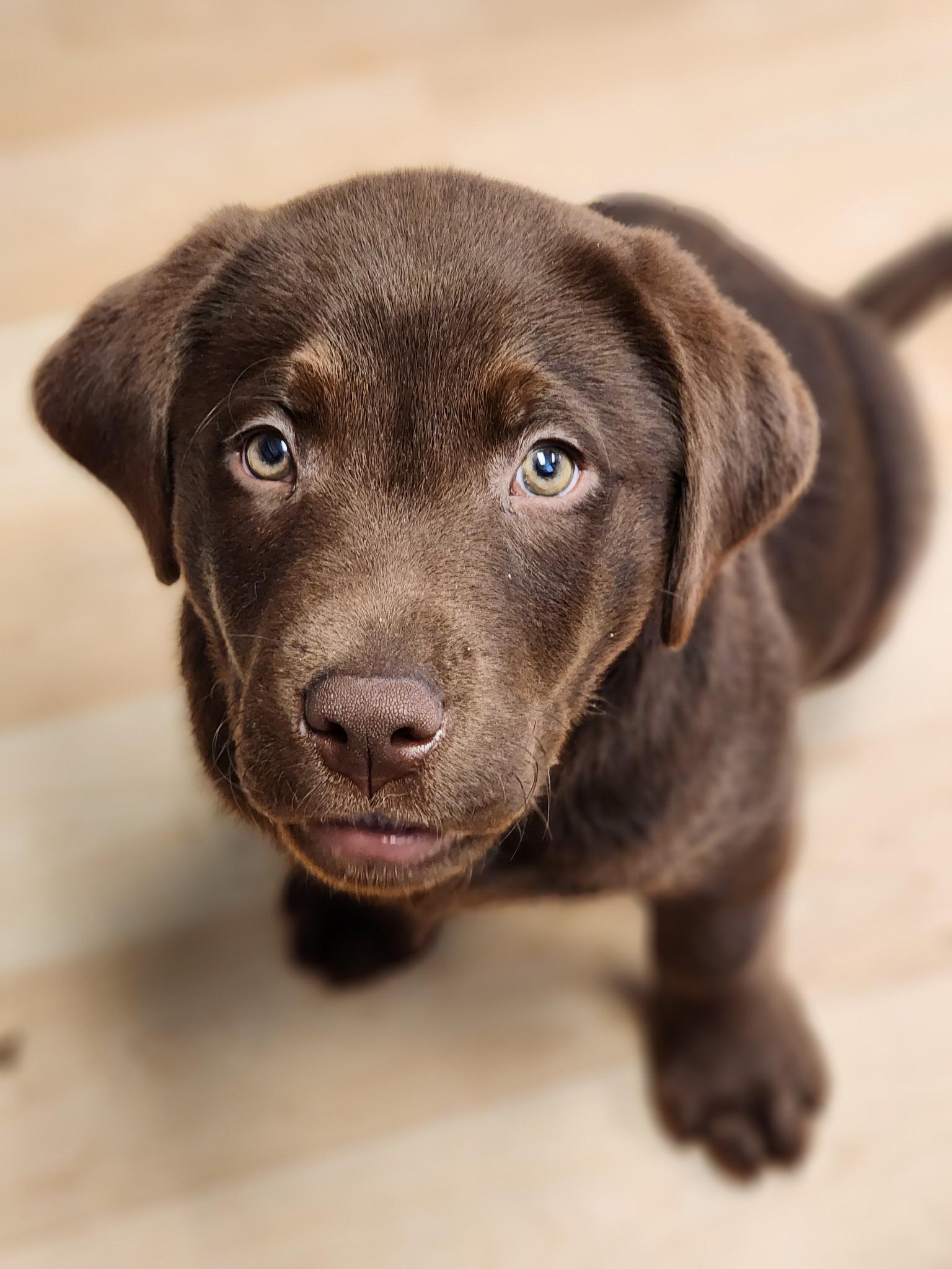 A brown puppy looking up